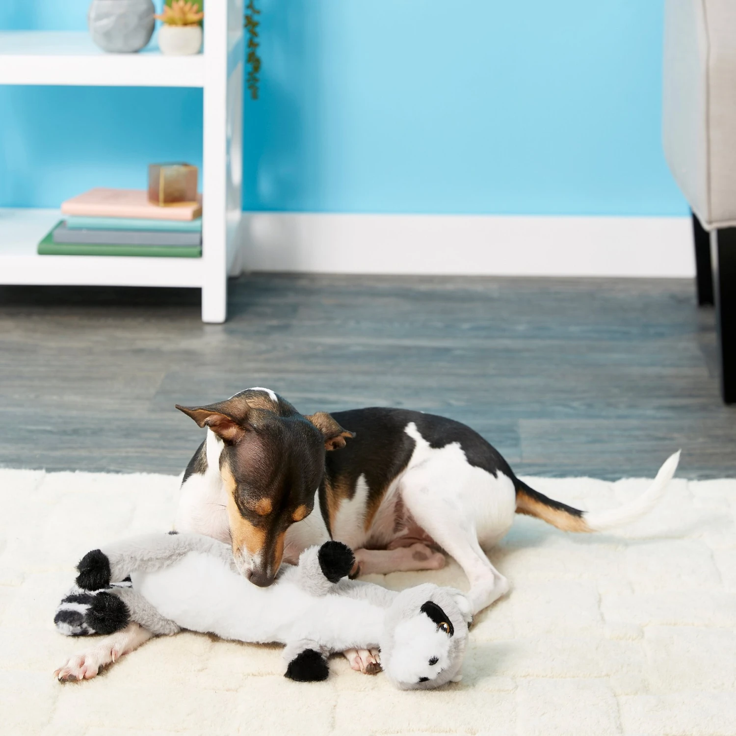 Frisco Raccoon Skinny Plush Squeaky Dog Toy 4 Frisco Raccoon Skinny Plush Squeaky Dog Toy - Image 2