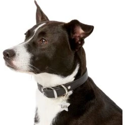 Frisco Stainless Steel Personalized Dog & Cat ID Tag, Star 14 Frisco Stainless Steel Personalized Dog & Cat ID Tag, Star -Frisco 153017 PT5. AC SS1800 V1540562610