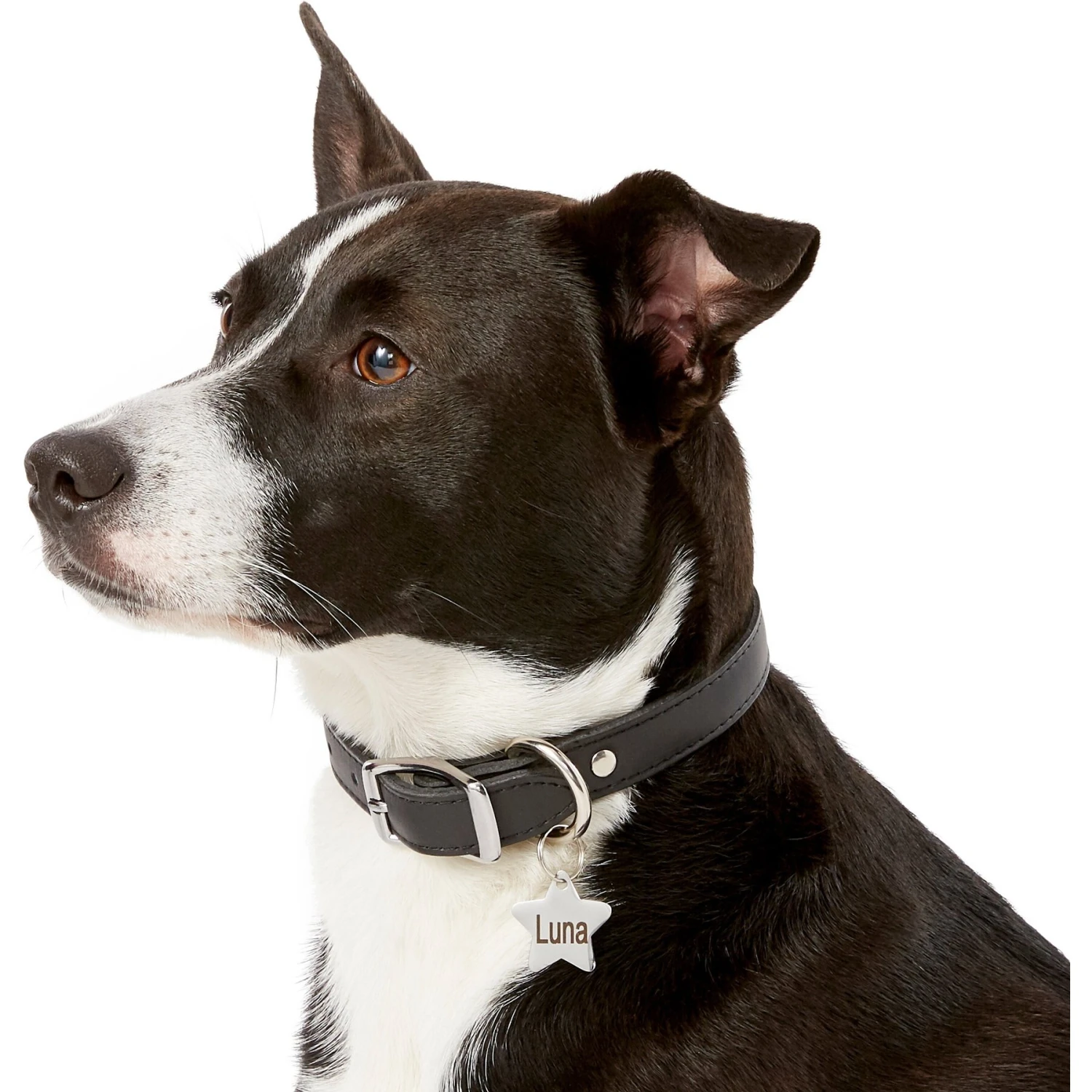 Frisco Stainless Steel Personalized Dog & Cat ID Tag, Star 8 Frisco Stainless Steel Personalized Dog & Cat ID Tag, Star - Image 6