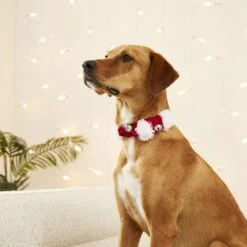 Frisco Jingle Bells Dog & Cat Holiday Collar With Bells, 1 Count 12 Frisco Jingle Bells Dog & Cat Holiday Collar With Bells, 1 Count -Frisco 160063 PT4. AC SS1800 V1568814193