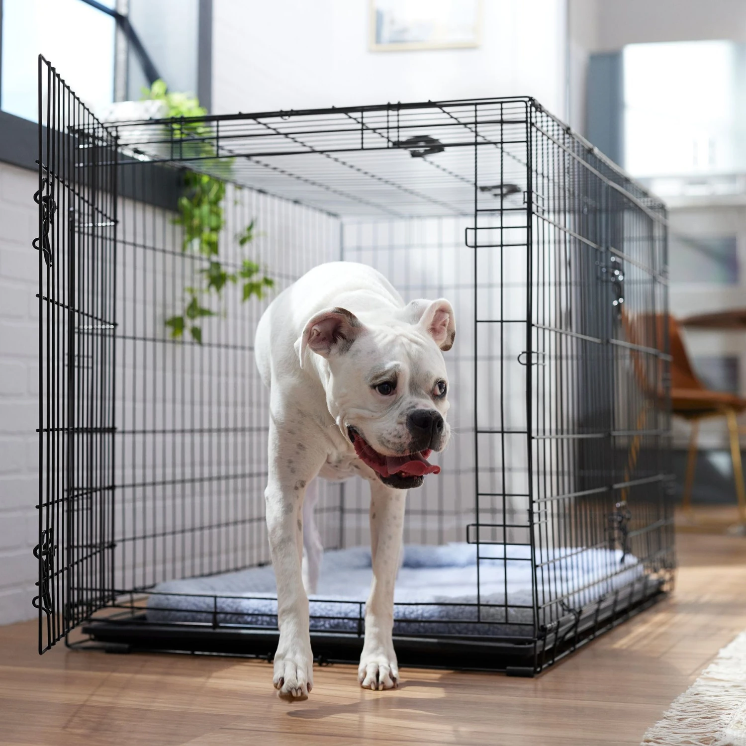 Frisco Fold & Carry Double Door Collapsible Wire Dog Crate & Mat Kit 3 Frisco Fold & Carry Double Door Collapsible Wire Dog Crate & Mat Kit