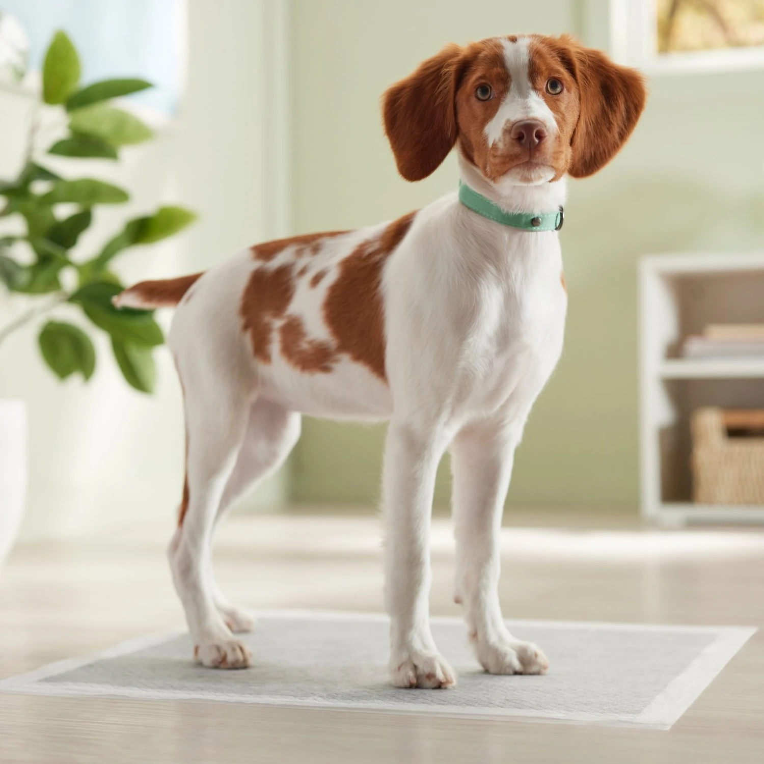 Frisco Charcoal Dog Training & Potty Pads 9 Frisco Charcoal Dog Training & Potty Pads - Image 7