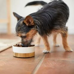 Frisco Melamine Dog & Cat Bowl With Bamboo Base 10 Frisco Melamine Dog & Cat Bowl With Bamboo Base -Frisco 232065 PT7. AC SS1800 V1692989518