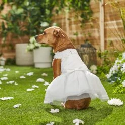 Frisco Formal Dog Wedding Dress 15 Frisco Formal Dog Wedding Dress -Frisco 248743 PT7. AC SS1800 V1614118361
