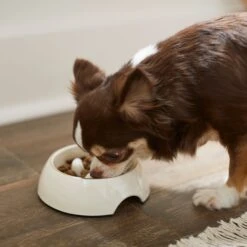 Frisco Melamine Slow Feed Dog & Cat Bowl With Gold Trim 12 Frisco Melamine Slow Feed Dog & Cat Bowl With Gold Trim -Frisco 253066 PT2. AC SS1800 V1616597844