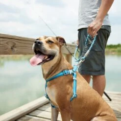 Frisco Outdoor Two Tone Waterproof Stinkproof PVC Dog Harness 11 Frisco Outdoor Two Tone Waterproof Stinkproof PVC Dog Harness -Frisco 256580 PT5. AC SS1800 V1625588974