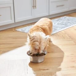 Frisco Flare Non-Skid Stainless Steel Dog & Cat Bowl 13 Frisco Flare Non-Skid Stainless Steel Dog & Cat Bowl -Frisco 257162 PT2. AC SS1800 V1692989463