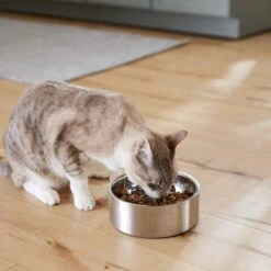 Frisco Insulated Non-Skid Flair Stainless Steel Dog & Cat Bowl 18 Frisco Insulated Non-Skid Flair Stainless Steel Dog & Cat Bowl -Frisco 261753 PT7. AC SS1800 V1623937560