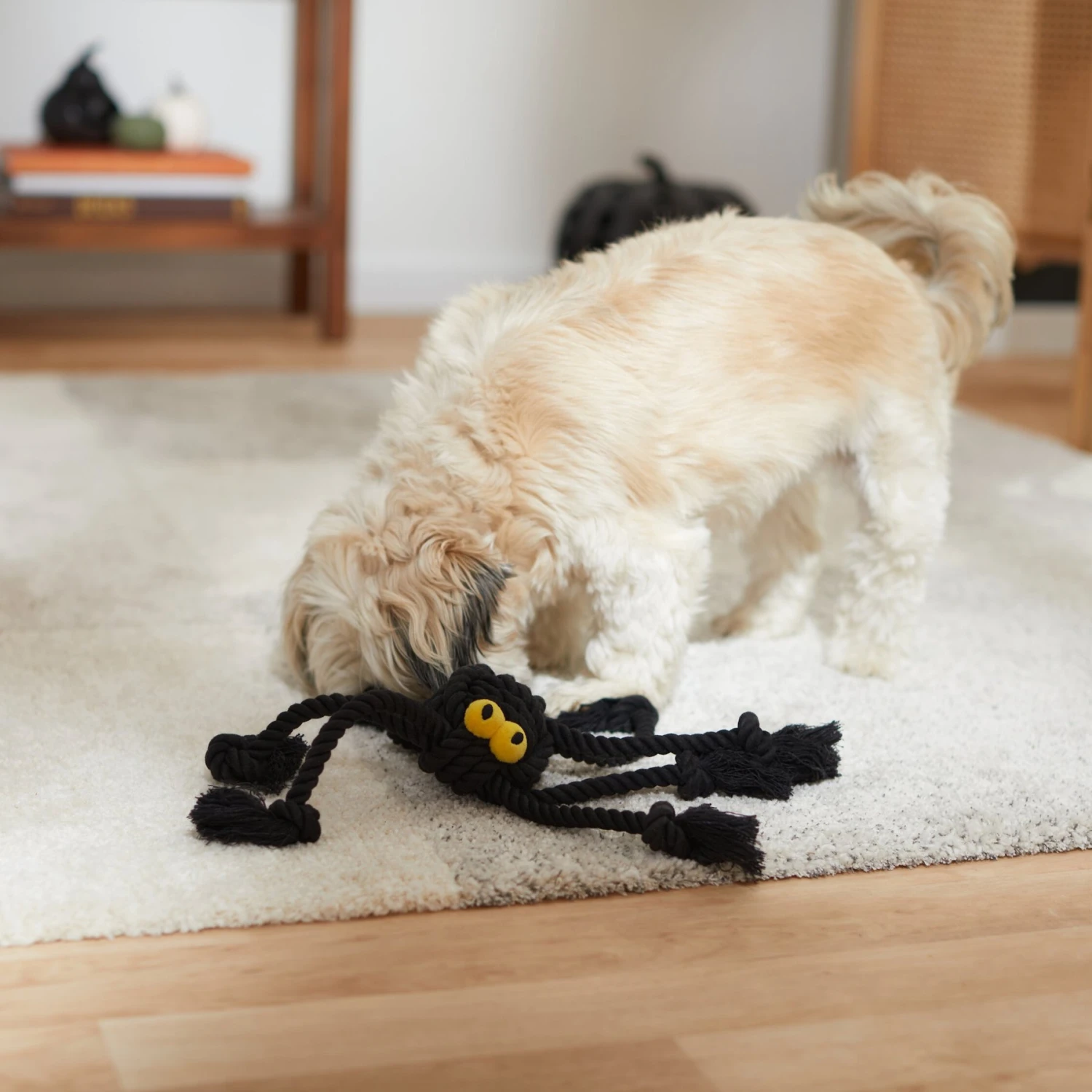 Frisco Halloween Spider Rope Dog Toy 5 Frisco Halloween Spider Rope Dog Toy - Image 3