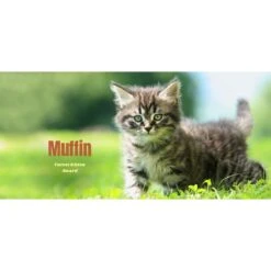 Frisco Basic Insulated Stainless Steel Personalized Mug, 10-oz 8 Frisco Basic Insulated Stainless Steel Personalized Mug, 10-oz -Frisco 271225 PT2. AC SS1800 V1620401826