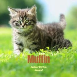 Frisco Personalized Basic Ceramic Photo Tile With Stand 6 Frisco Personalized Basic Ceramic Photo Tile With Stand -Frisco 271227 PT2. AC SS1800 V1619198223