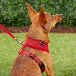 Frisco Small & Medium Breed Soft Mesh Personalized Back Clip Dog Harness 15 Frisco Small & Medium Breed Soft Mesh Personalized Back Clip Dog Harness -Frisco 271252 PT6. AC SS1800 V1618938436