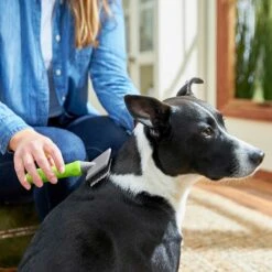 Frisco Soft Slicker Dog Brush, One Size & Frisco Deshedding Dog & Cat Brush 12 Frisco Soft Slicker Dog Brush, One Size & Frisco Deshedding Dog & Cat Brush -Frisco 276229 PT3. AC SS1800 V1616194590