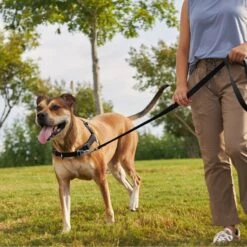 Frisco Basic No Pull Harness 11 Frisco Basic No Pull Harness -Frisco 277873 PT4. AC SS1800 V1629816999