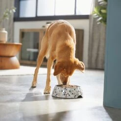 Frisco Terrazzo Design Stainless Steel Dog & Cat Bowl 11 Frisco Terrazzo Design Stainless Steel Dog & Cat Bowl -Frisco 311957 PT2. AC SS1800 V1642535493