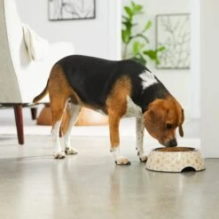 Frisco Circle Design Stainless Steel Dog & Cat Bowl 11 Frisco Circle Design Stainless Steel Dog & Cat Bowl -Frisco 311969 PT2. AC SS1800 V1642542858