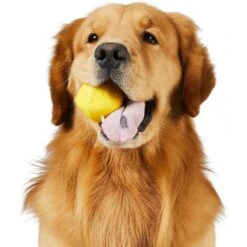 Frisco Fetch Squeaking Colorful Tennis Ball Dog Toy & Project Hive Pet Company Ball Dog Toy 16 Frisco Fetch Squeaking Colorful Tennis Ball Dog Toy & Project Hive Pet Company Ball Dog Toy -Frisco 319024 PT5. AC SS1800 V1630560973