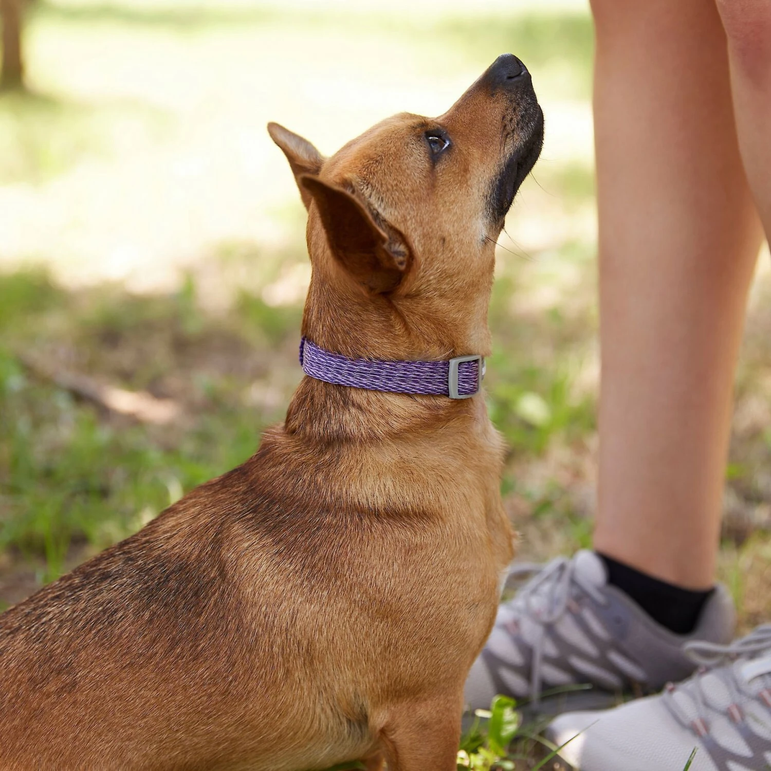 Frisco Outdoor Lightweight Ripstop Nylon Dog Harness & Frisco Outdoor Heathered Nylon Collar 11 Frisco Outdoor Lightweight Ripstop Nylon Dog Harness & Frisco Outdoor Heathered Nylon Collar - Image 9