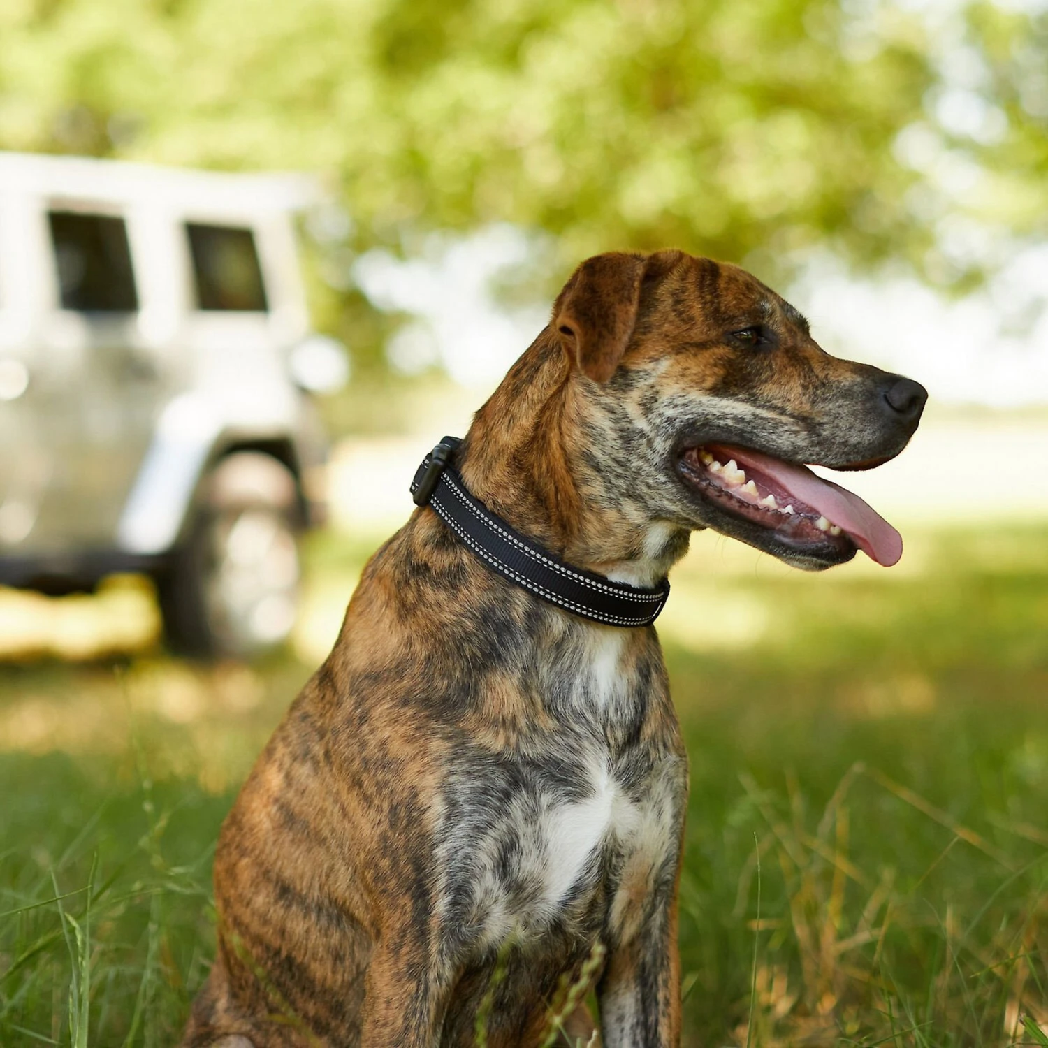 Frisco Outdoor Premium Ripstop Nylon Dog Harness With Pocket & Frisco Outdoor Nylon Reflective Comfort Padded Dog Collar 11 Frisco Outdoor Premium Ripstop Nylon Dog Harness With Pocket & Frisco Outdoor Nylon Reflective Comfort Padded Dog Collar - Image 9