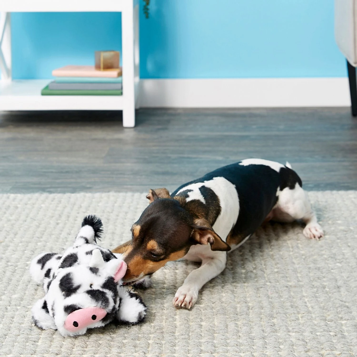 Frisco Cow Plush Squeaky Dog Toy & Playology Scented Dual Layer Ring Dog Toy 6 Frisco Cow Plush Squeaky Dog Toy & Playology Scented Dual Layer Ring Dog Toy - Image 4