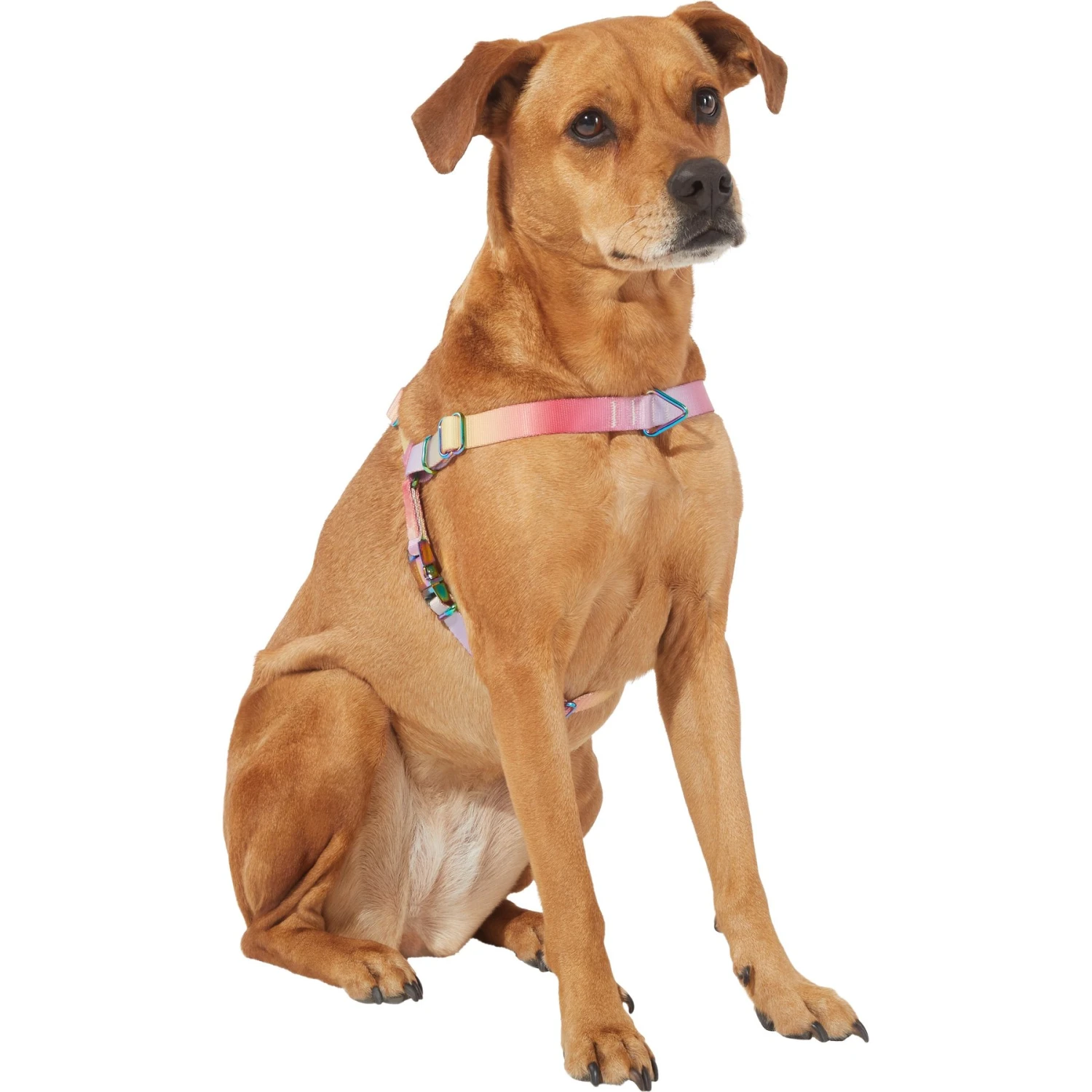 Frisco Pink Ombre Style Dog Harness 5 Frisco Pink Ombre Style Dog Harness - Image 3