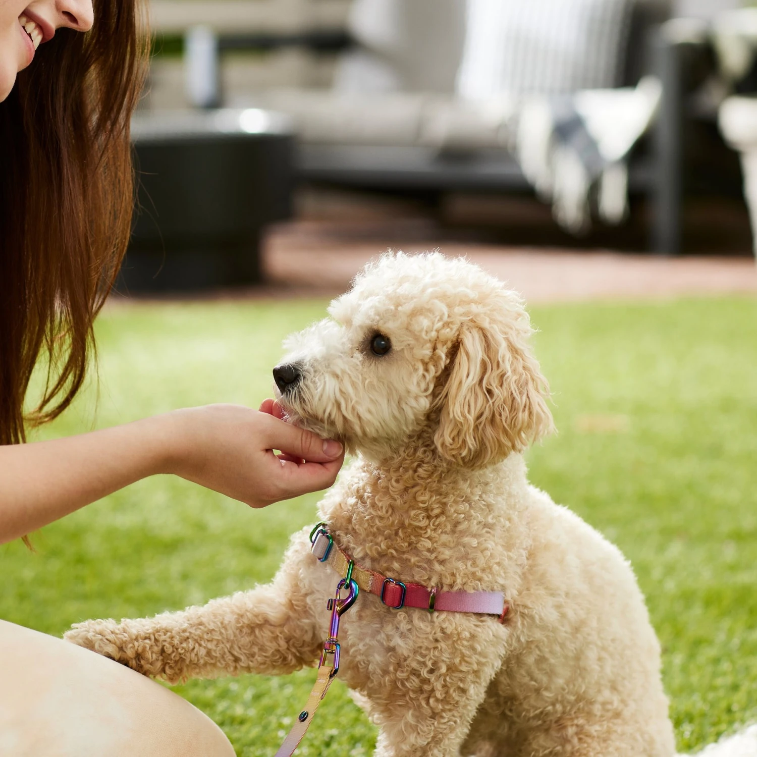 Frisco Pink Ombre Style Dog Harness 7 Frisco Pink Ombre Style Dog Harness - Image 5