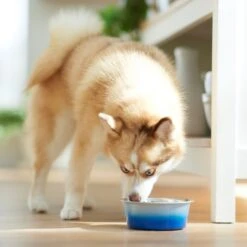 Frisco Ombre Design Stainless Steel Dog & Cat Bowl 11 Frisco Ombre Design Stainless Steel Dog & Cat Bowl -Frisco 331516 PT2. AC SS1800 V1657656874