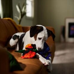 Frisco Halloween Bouquet Plush Squeaky Dog Toy 9 Frisco Halloween Bouquet Plush Squeaky Dog Toy -Frisco 344018 PT3. AC SS1800 V1657657031