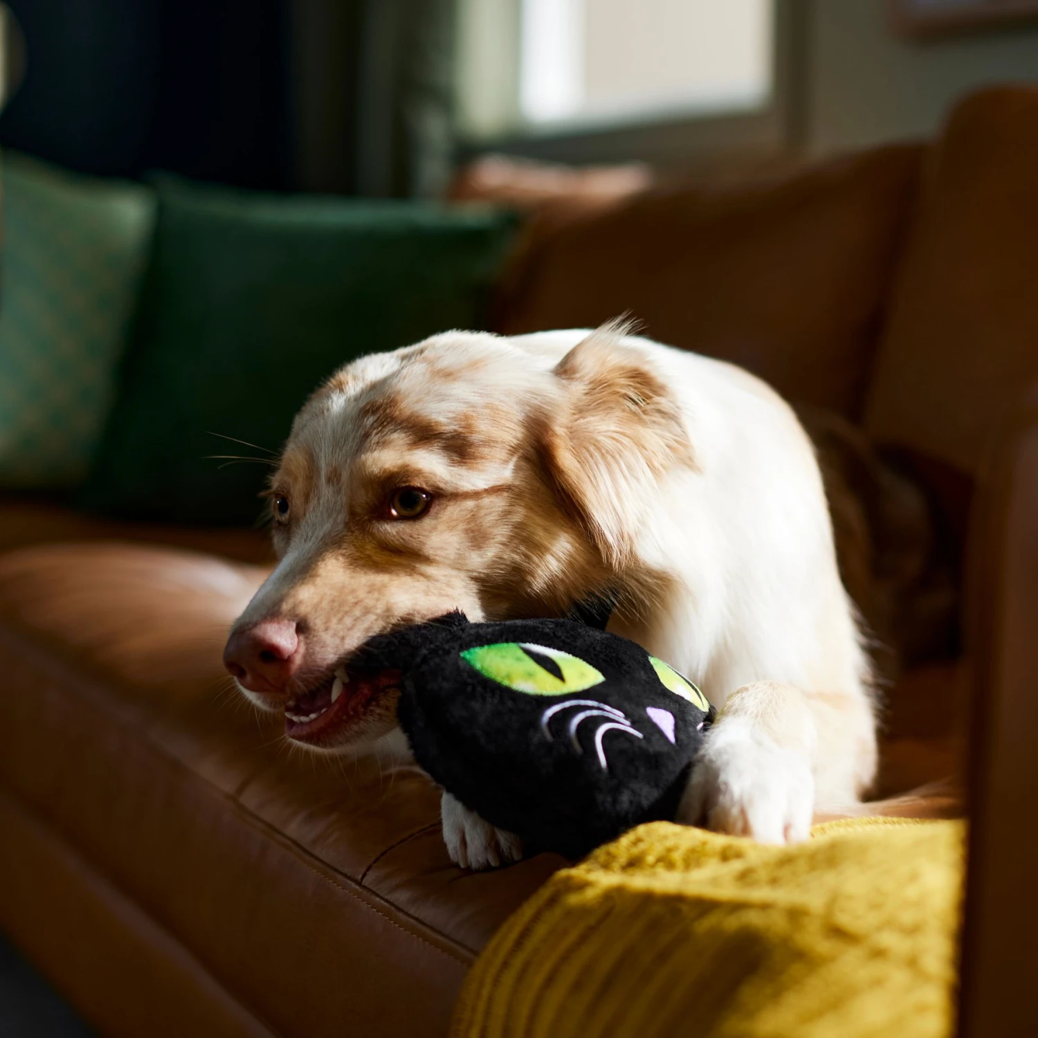 Frisco Halloween Black Cat Round Plush Squeaky Dog Toy 5 Frisco Halloween Black Cat Round Plush Squeaky Dog Toy - Image 3