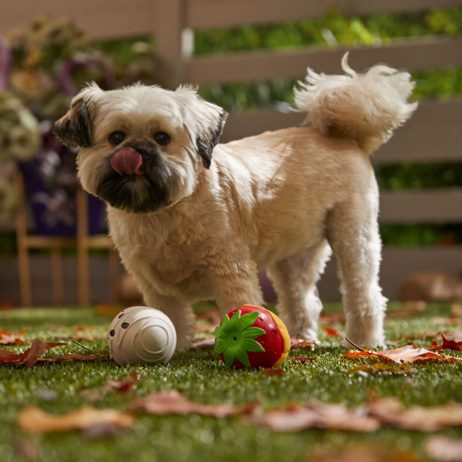 Frisco Halloween Chocolate Covered Strawberries Latex Squeaky Dog Toy 5 Frisco Halloween Chocolate Covered Strawberries Latex Squeaky Dog Toy - Image 3