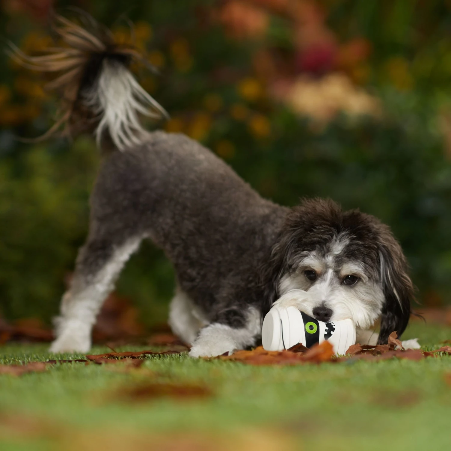 Frisco Halloween Mummy Latex Squeaky Dog Toy 5 Frisco Halloween Mummy Latex Squeaky Dog Toy - Image 3