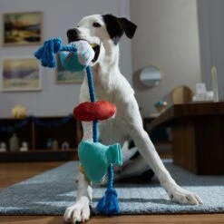 Frisco Hanukkah Celebration Plush With Rope Squeaky Dog Toy 9 Frisco Hanukkah Celebration Plush With Rope Squeaky Dog Toy -Frisco 360986 PT3. AC SS1800 V1661874063