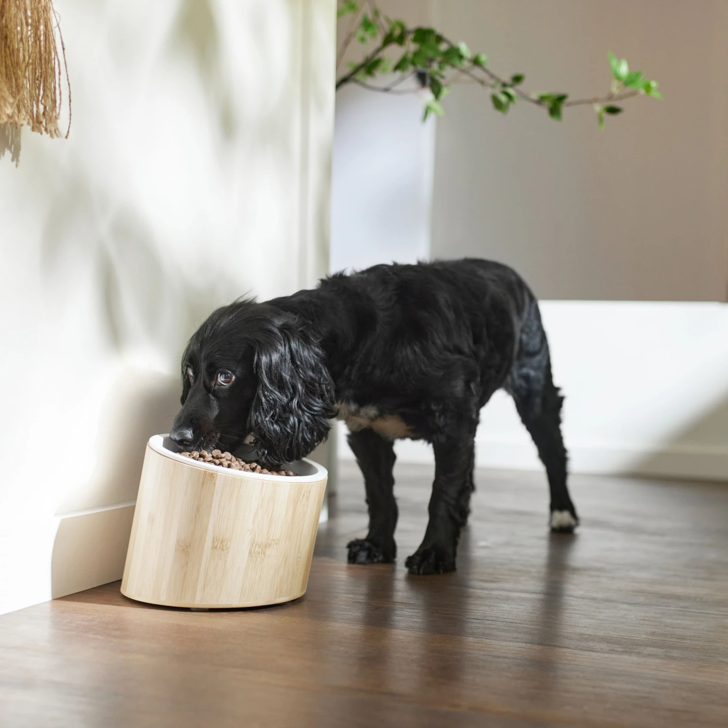 Frisco Elevated Slanted Bamboo Melamine Non-Skid Dog Bowl With Bamboo Stand 5 Frisco Elevated Slanted Bamboo Melamine Non-Skid Dog Bowl With Bamboo Stand - Image 3