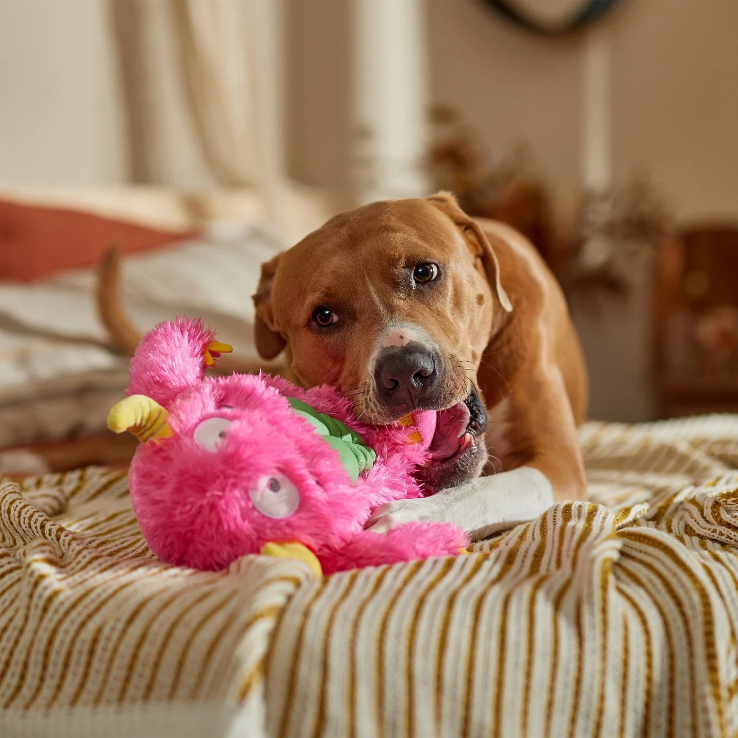 Frisco Halloween Zany Monster Muscle Plush Squeaky Dog Toy 6 Frisco Halloween Zany Monster Muscle Plush Squeaky Dog Toy - Image 4