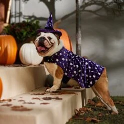 Frisco Cosmic Witch Dog & Cat Costume 14 Frisco Cosmic Witch Dog & Cat Costume -Frisco 708982 PT7. AC SS1800 V1689350987