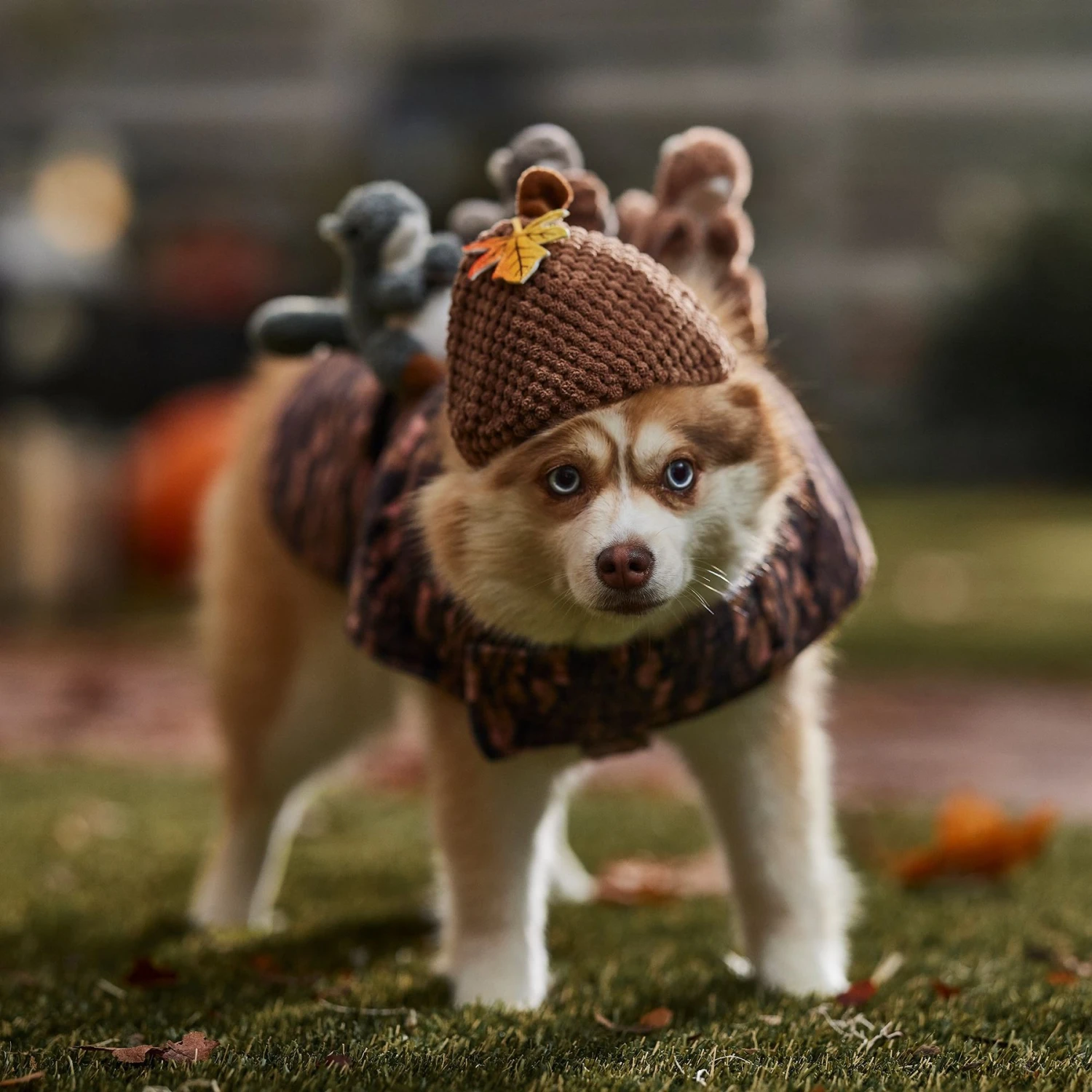 Frisco Squirrels & Nuts Ride-On Dog & Cat Costume 7 Frisco Squirrels & Nuts Ride-On Dog & Cat Costume - Image 5