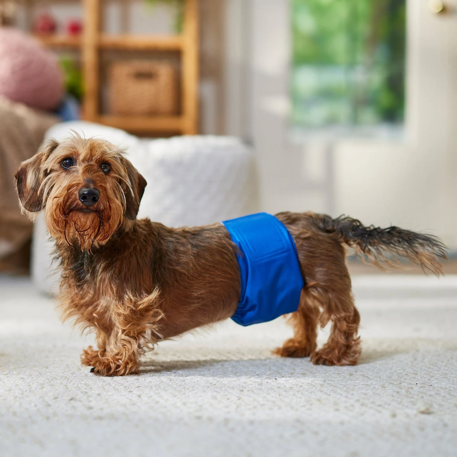Frisco Washable Dog Diaper Male Wraps 6 Frisco Washable Dog Diaper Male Wraps - Image 4