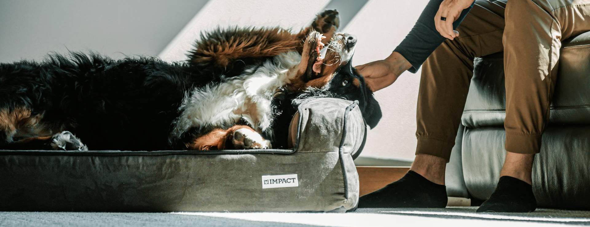 Frisco 3 Frisco -Frisco pexels impact dog crates 1789722873 28860755